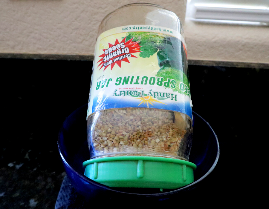 Sprouting Jar